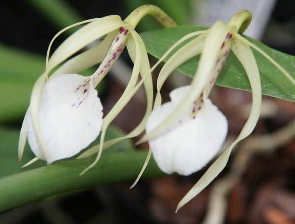 Brassavola nodosa - Botanische Orchidee