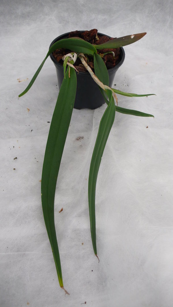 Epidendrum parkinsonianum - Botanische Orchidee (Topfgröße: 8 cm)