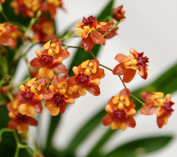 Oncidium TINI TWINKLE RED - DUFT Oncidium Orchidee