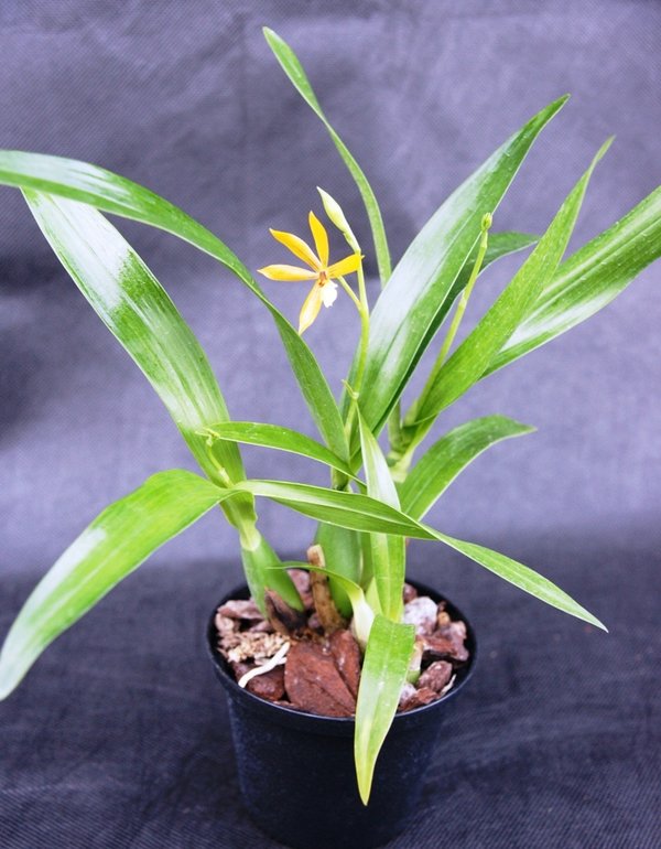 Encyclia maculosa - Botanische Orchidee