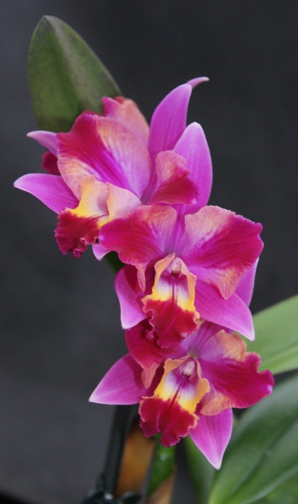 Sophrolaeliocattleya Hawaiian Splash - Slc. Orchidee Hybride aus Taiwan