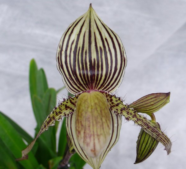 Paphiopedilum St. Swithin - Paph. philippinense x rothschildianum - Primärhybriden - Orchidee
