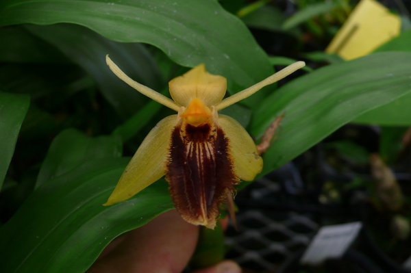 Coelogyne fimbriata - Botanische Orchidee