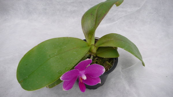 Phalaenopsis-Hyb. Ho's Lovely Amethyst 'La Flora' - Malaienblume, Phalaenopsis - Duftend