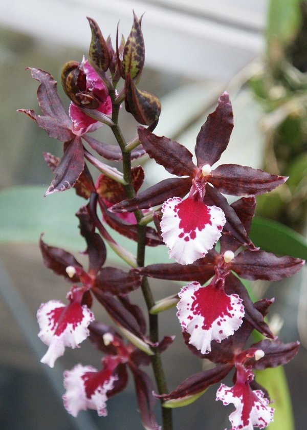 Colmanara 'Massai Splash' - Colmanara Orchidee