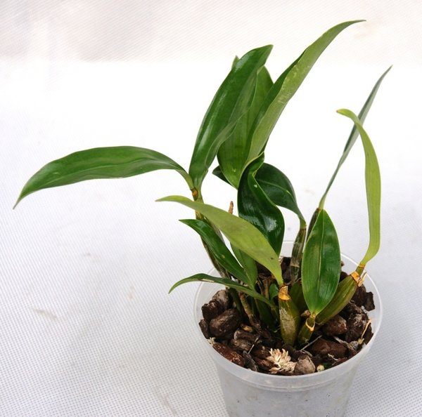 Dendrobium farmerii - Botanische Orchidee