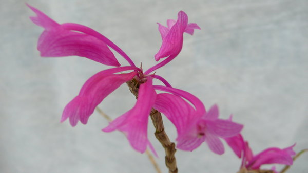 Dendrobium lawesii- Botanische Orchidee