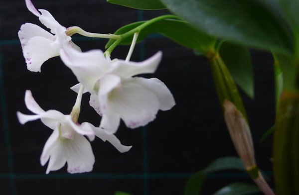 Dendrobium Nora Tokunaga  - Dendrobium Orchidee