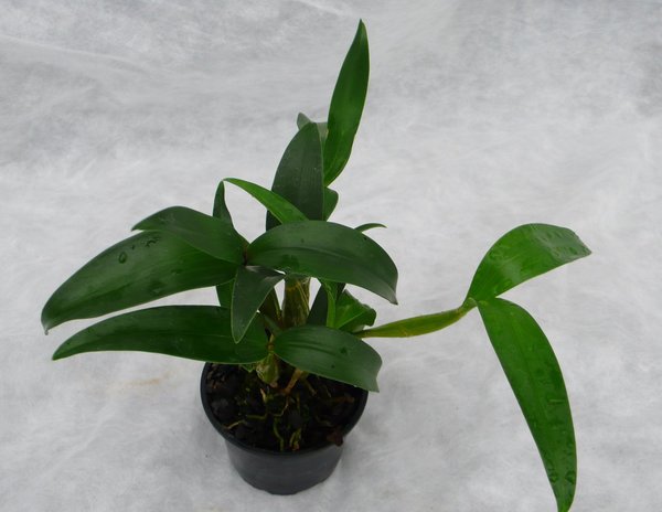 Dendrobium Nora Tokunaga  - Dendrobium Orchidee