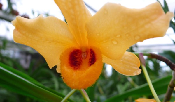 Dendrobium moschatum - Botanische Orchidee