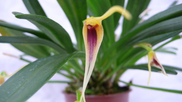 Masdevallia maculata - Botanische Orchidee