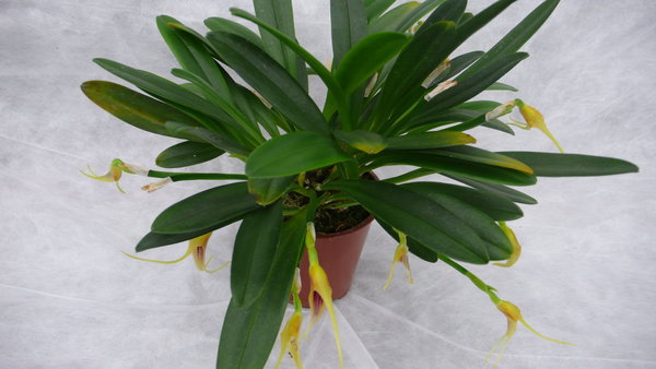 Masdevallia maculata - Botanische Orchidee