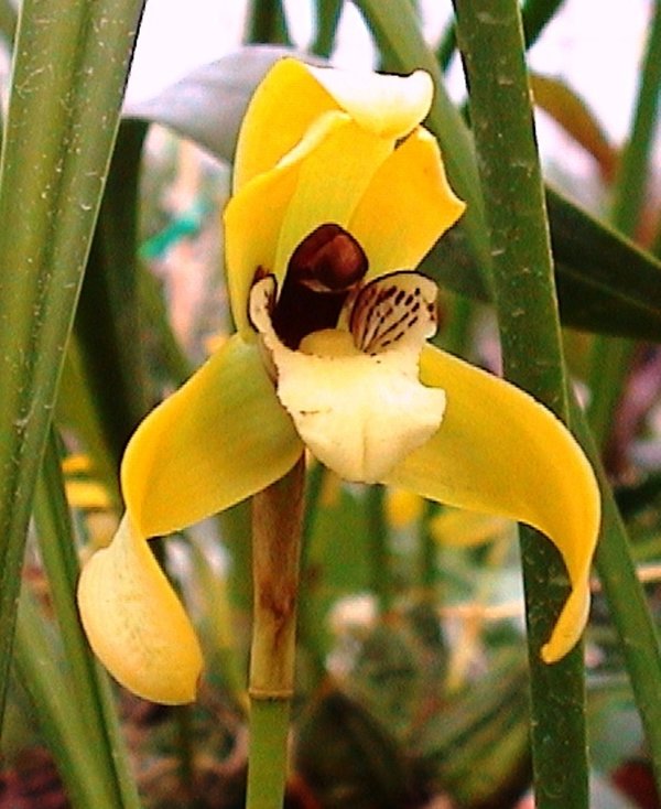 Maxillaria porphyrostele - Botanische Orchidee