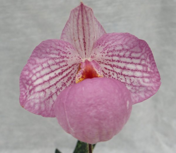 Paphiopedilum micranthum x delenatii - Primärhybriden - Orchidee Paphiopedilum Magic Latern