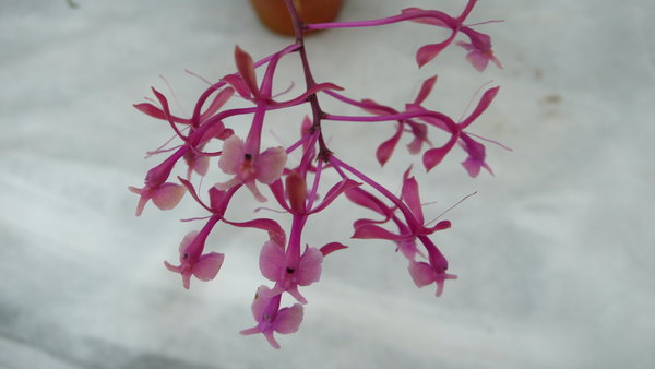 Epidendrum capricorne - Botanische Orchidee