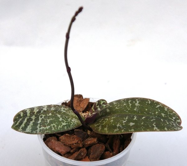 Phalaenopsis philippinense  - Malaienblume