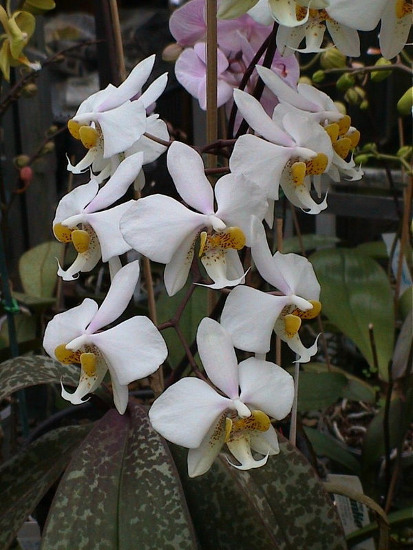 Phalaenopsis stuartiana - Malaienblume, Botanische Art