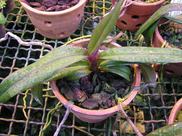 Renanthopsis Mildred Jameson - Renanthopsis Orchidee