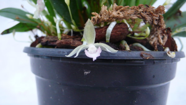 Kefersteinia albida - Botanische Orchidee aus Peru