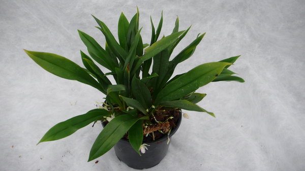 Kefersteinia albida - Botanische Orchidee aus Peru