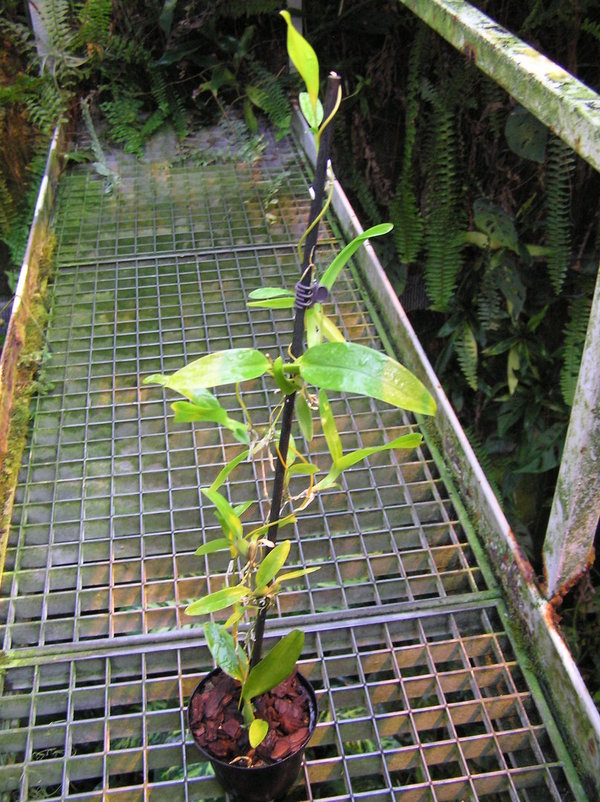 Oncidium globuliferum - Botanische Orchidee