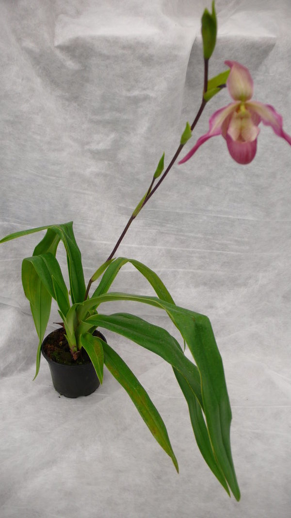 Phragmipedium Cardinale - Phragmipedium Orchidee