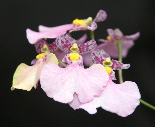 Ionocidium Hawii Popcorn - Orchidee