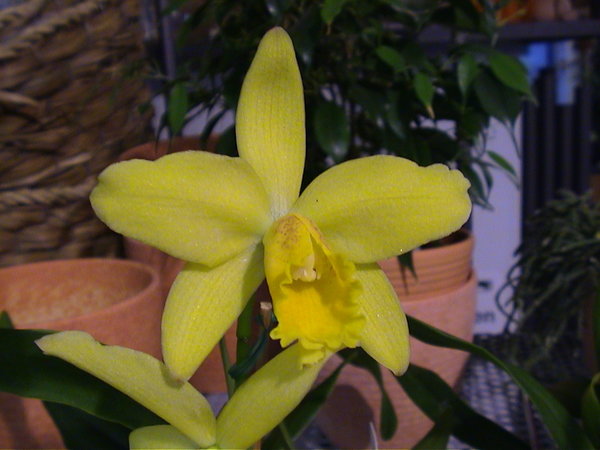 Potinara Luky - Eigene Kreuzung - Orchidee