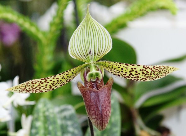 Paphiopedilum sukhakhulii - Botanische Orchidee