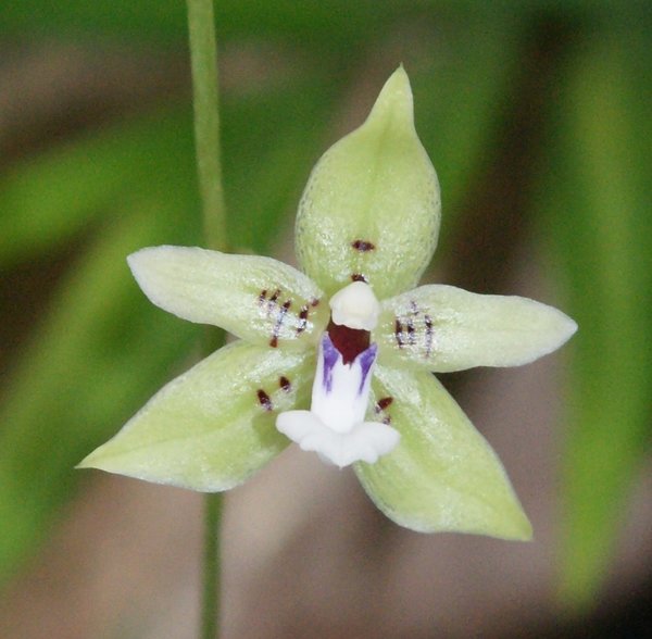 Paradisanthos micranthus - Botanische Orchidee