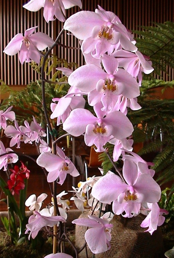 Phalaenopsis schilleriana - Botanische Orchidee