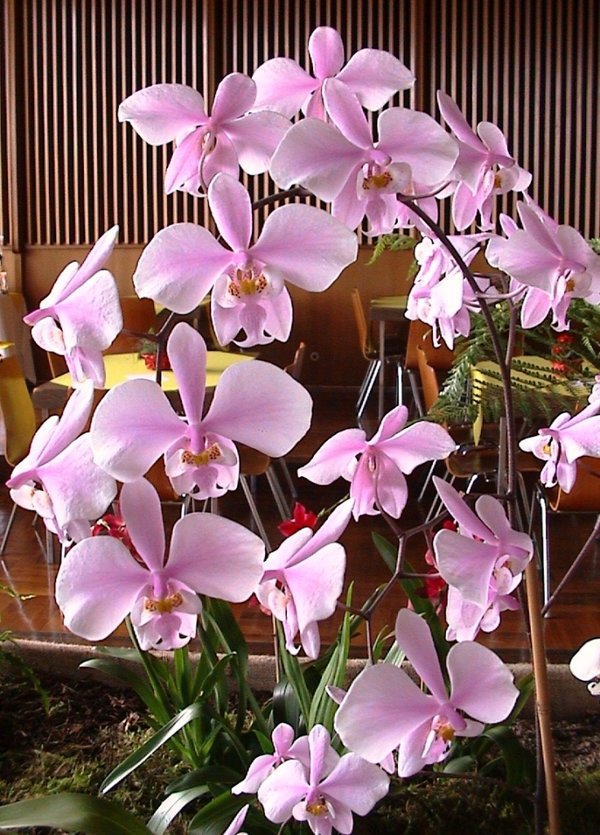 Phalaenopsis schilleriana - Botanische Orchidee