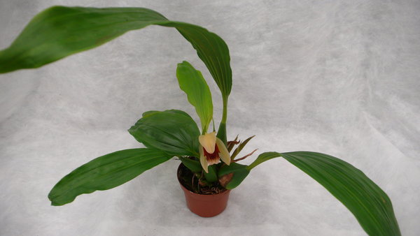 Coelogyne usitas x salmonicolor - Primärhybriden - Orchidee