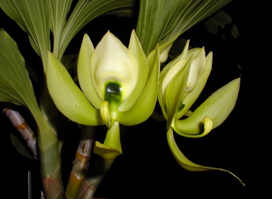 Cycnoches chlorochilon - Botanische Orchidee