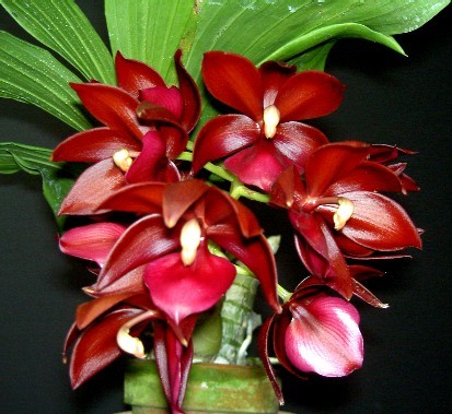 Cycnodes Wine Delight 'JEM' FCC/AOS - Cycnodes Orchidee