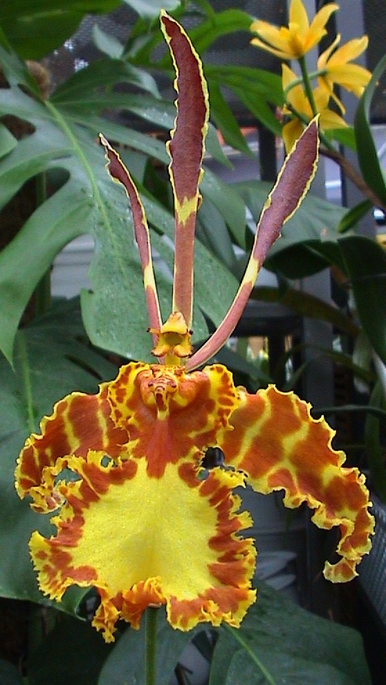 Psychopsis Mariposa  - Psychopsis Orchidee