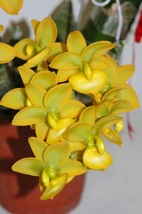 Cycnodes Jumbo Puff  - Cycnodes Orchidee