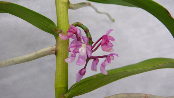 Micropera utviculata - Botanische Orchidee