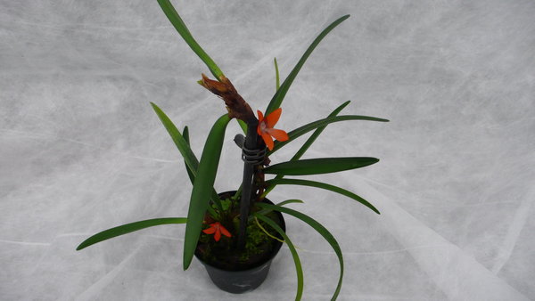 Ceratostylis rubra  - Botanische Orchidee