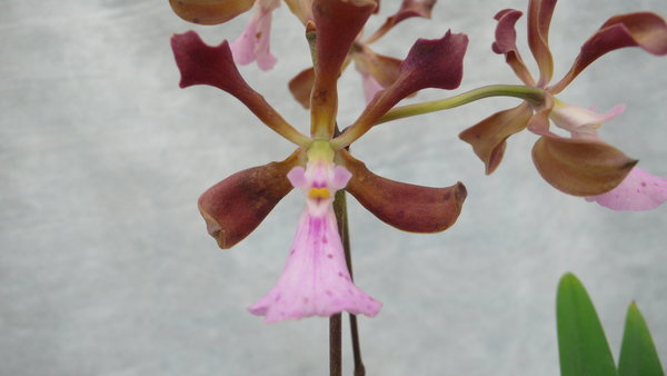 Encyclia cordigera - Botanische Orchidee / Mittelamerika (Topfgröße: 12 cm)