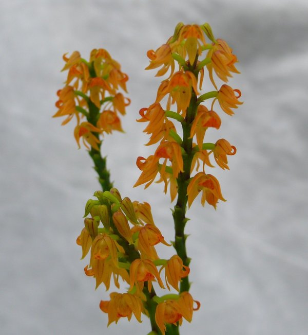 Polystachia paniculata - Botanische Orchidee