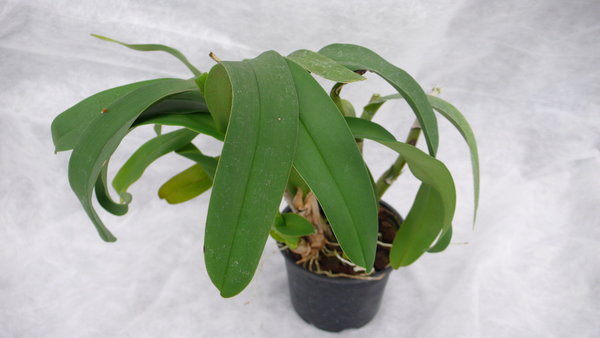 Polystachia paniculata - Botanische Orchidee
