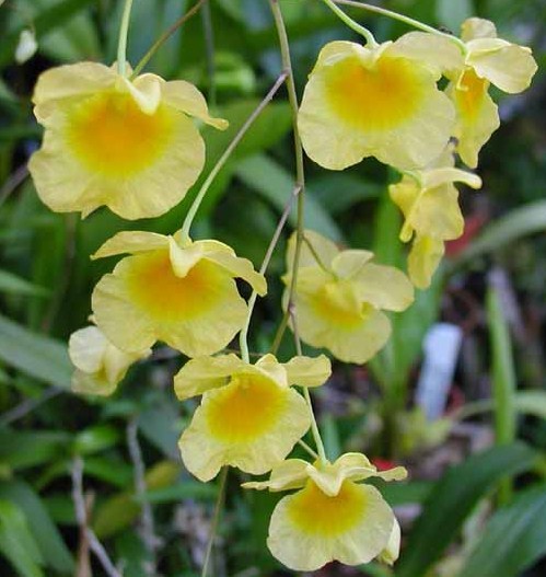 Dendrobium aggregatum - Botanische Orchidee