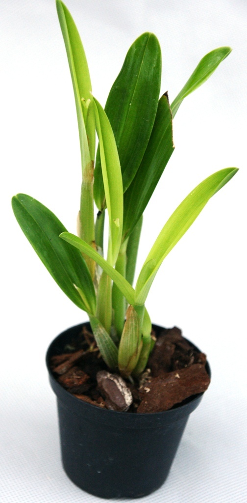 Polystachya fallax - Polystachya Orchidee