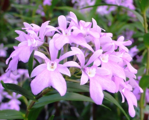 Oerstedella centradenia - Botanische Orchidee