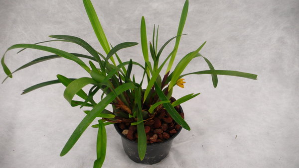 Maxillaria variabilis - Botanische Orchidee