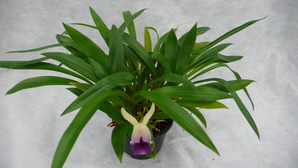 Cochleanthes discolor - Botanische Orchidee