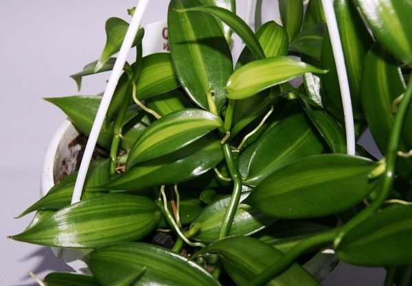 Vanilla planifolia 'Variegata' - Flachblättrige Vanille