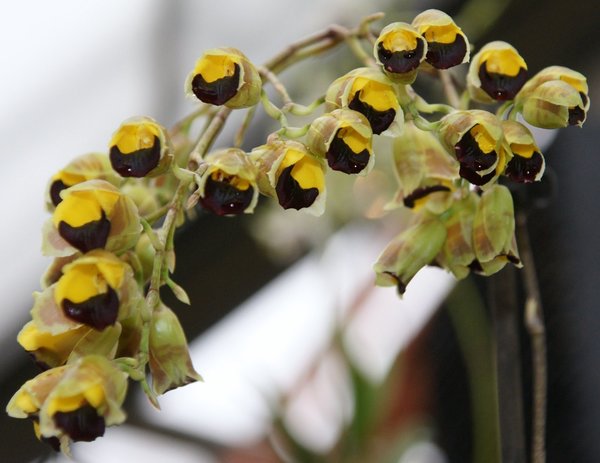 Baptistonia echinata - Botanische Orchidee