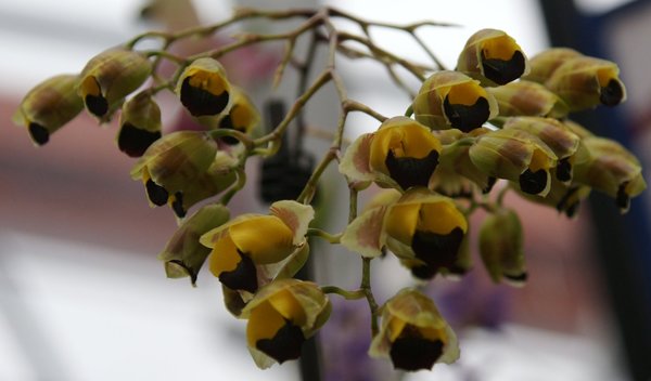 Baptistonia echinata - Botanische Orchidee